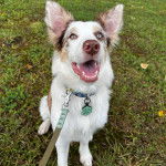 Un Ski-Border au pelage bicolore, assis sur une surface herbacée et qui est tenu en laisse 