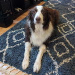 Un Ski-Border au pelage bicolore, allongé sur un tapis et regardant le plafond