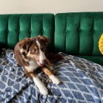 Un Ski-Border au pelage tricolore, allongé sur un canapé et tirant la langue 