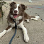 Un Ski-Border au pelage bicolore, allongé sur un trottoir et qui est tenu en laisse 