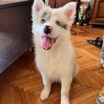 Un Ski-Border au pelage bicolore, assis sur un plancher et ayant la gueule ouverte 