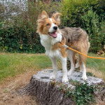 Un Ski-Border au pelage bicolore, sur un tronc d'arbre et qui est tenu en laisse 