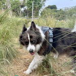 Un Ski-Border au pelage bicolore, sur une surface herbacée et portant un harnais 