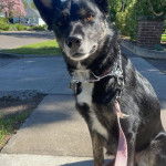 Un Ski-Border au pelage bicolore, assis dans une allée et qui est tenu en laisse 