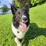 Un Ski-Border au pelage bicolore, sur un terrain herbeux et ayant la langue pendante 