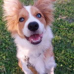 Un Ski-Border au pelage bicolore, assis sur une surface herbacée et qui est tenu en laisse 