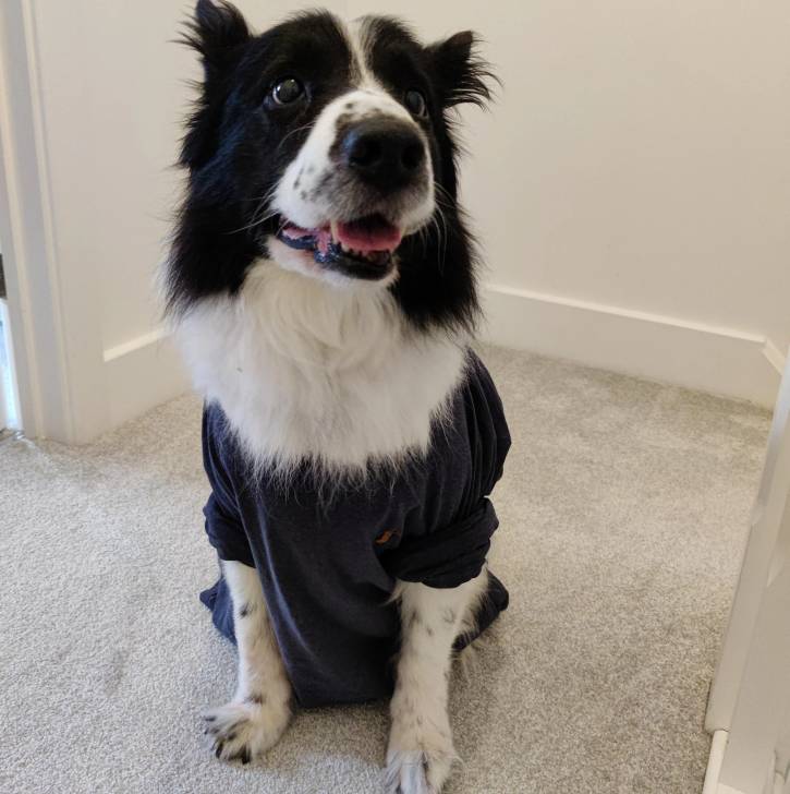 Un Ski-Border au pelage bicolore, assis sur une moquette et portant un habit pour chien