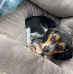 Un Border Beagle allongé dans un panier et regardant la caméra