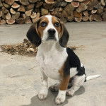 Un Border Beagle assis sur une surface bétonnée et regardant vers le haut 