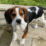 Un Border Beagle sur un sol pavé et regardant la caméra 