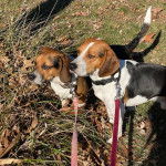 Deux Border Beagle sur un terrain herbeux et qui sont tous les deux tenus en laisse 