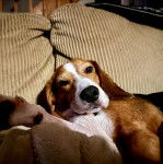 Un Border Beagle allongé sur le dos et regardant vers la caméra
