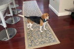 Un Border Beagle sur un tapis et portant un collier autour du cou