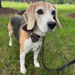 Un Border Beagle sur une surface gazonnée et qui est tenu en laisse