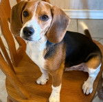 Un Border Beagle sur une chaise et semblant détendu