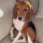 Un Border Beagle assis sur un canapé et semblant détendu