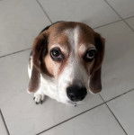 Un Border Beagle assis sur un sol carrelé 