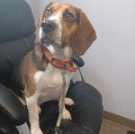 Un Border Beagle assis sur une chaise et qui est tenu en laisse 