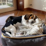 Un Border Beagle allongé dans un panier et regardant vers la caméra 
