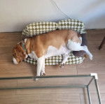 Un Border Beagle allongé et portant un collier autour du cou