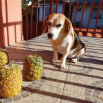 Un Border Beagle assis sur un sol carrelé et semblant détendu 