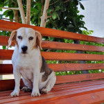 Un Border Beagle assis sur un banc bois et regardant vers la caméra 