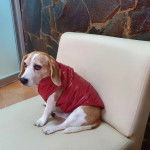 Un Border Beagle assis sur une chaise et portant un habit pour chien