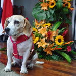 Un Border Beagle assis sur un plancher et portant un harnais 