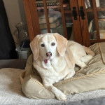 Un Border Beagle allongé dans un panier et tirant la langue 