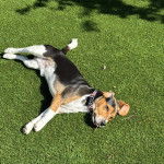Un Border Beagle allongé sur une surface gazonnée et portant un collier autour du cou