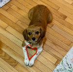 Un Border Beagle allongé sur un plancher et portant un collier autour du cou