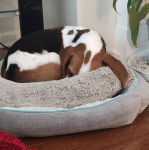 Un Border Beagle allongé dans un panier et semblant détendu 