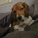 Un Border Beagle allongé et semblant détendu 