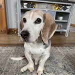 Un Border Beagle assis sur un tapis et semblant détendu