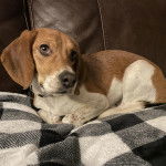 Un Border Beagle allongé sur un canapé et portant un collier autour du cou