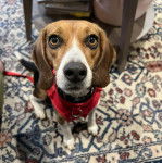 Un Border Beagle assis sur un tapis et portant un harnais 
