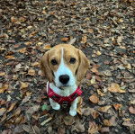 Un Border Beagle assis sur une surface enneigée et portant un harnais 