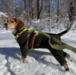 Un Border Beagle sur une surface enneigée et qui est tenu en laisse 