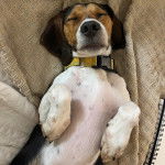 Un Border Beagle allongé sur le dos et portant un collier autour du cou