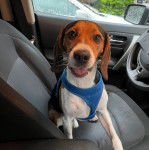 Un Border Beagle assis sur le siège d'une voiture et portant un harnais 