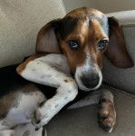 Un Border Beagle allongé sur un canapé et regardant vers la caméra