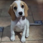 Un Border Beagle assis sur un sol pavé et regardant vers la caméra 