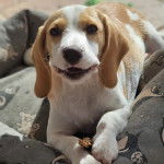 Un Border Beagle allongé dans un panier et ayant la gueule légèrement ouverte 