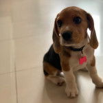 Un Border Beagle assis sur un sol carrelé et portant un collier autour du cou