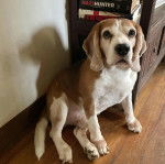Un Border Beagle assis sur un plancher et regardant vers la caméra 