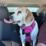 Un Border Beagle portant un harnais et un collier autour du cou