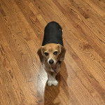 Un Border Beagle sur un plancher et portant un collier autour du cou