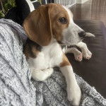 Un Border Beagle allongé sur un canapé et semblant détendu
