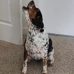 Un Border Beagle assis sur une moquette et semblant aboyer 