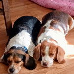 Deux Border Beagle allongé sur un plancher et portant tous les deux un collier autour du cou